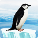 Knowee - Penguins