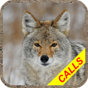 Coyote hunting calls Pro