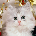 Cute Kittens Wallpapers