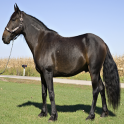 Top 20 Horse Breeds 1 FREE