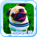 Pug Live Wallpaper HD Free