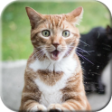 고양이 화면 핥는 동영상 라이브 월페이퍼