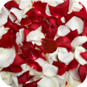 Rose petals Live Wallpaper