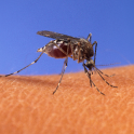 Zika virus and Microcephaly