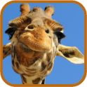 Giraffe HD. Live Wallpaper
