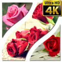 Fondos de pantalla Rose 4K UHD