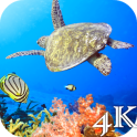 Turtle 4K Live Wallpaper