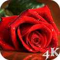 Red Rose 4K Live Wallpaper