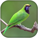 Greater Green Leafbird sounds