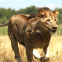 Wild Lion Attack 3D