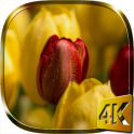 Tulipanes 4K fondo de animados
