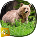Bear 4K Live Wallpaper
