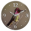 Hummingbird Clock Live WP