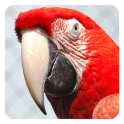 Parrot Live Wallpaper