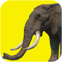 Elephant games free