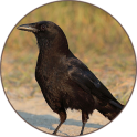 Crow Sonidos