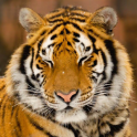 Lwp साइबेरियाई बाघ