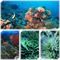観光スポットサンゴ礁