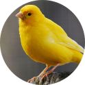 Canary sons d'oiseaux