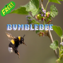 Bumblebee Ideas