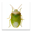 SE Agricultural Stink Bug ID