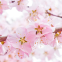 Cherry Blossom Live Wallpapers