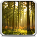 Sunny Forest Live Wallpaper