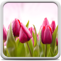 Tulips Live Wallpaper