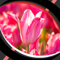 Live Wallpapers – Tulips