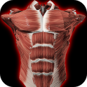 Muscular System 3D (Anatomie)