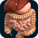 Organes 3D (Anatomie)