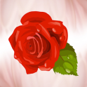 Роза 25 (Доставка цветов)