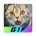 GIF funny Videos 20.000 GIFs to laugh