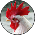 Funny Chicken Rooster Sounds