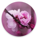 Fondos de pantalla de flor de cerezo