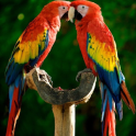 Macaw Parrot Bird HD Wallpaper