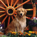 Golden Retriever Dog Wallpaper