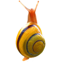 Snail simulator