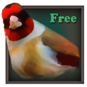 Quiz sur les oiseaux gratuit