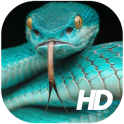 Snake Wallpaper HD