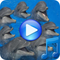 Dolphins Songs zu schlafen