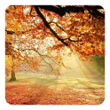 Осенний лес Живые Обои