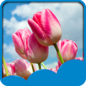 Fondos de pantalla en tulipane