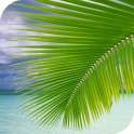 Palm on Beach Live Wallpaper