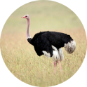 Ostrich and Emu Sounds