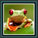 Live Wallpapers – Frog