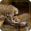 Jaguars n Leopards Live Wallpaper