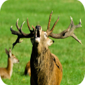 Whitetail Deer Hunting Calls