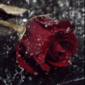Rain On Red Rose Live Wallpape