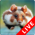 Hamster Live Wallpapers